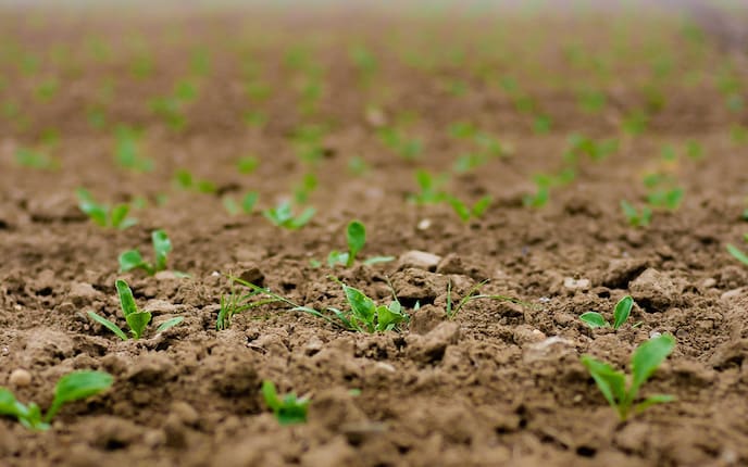 Garten, Boden, Erde, Erdreich, Acker, Humus