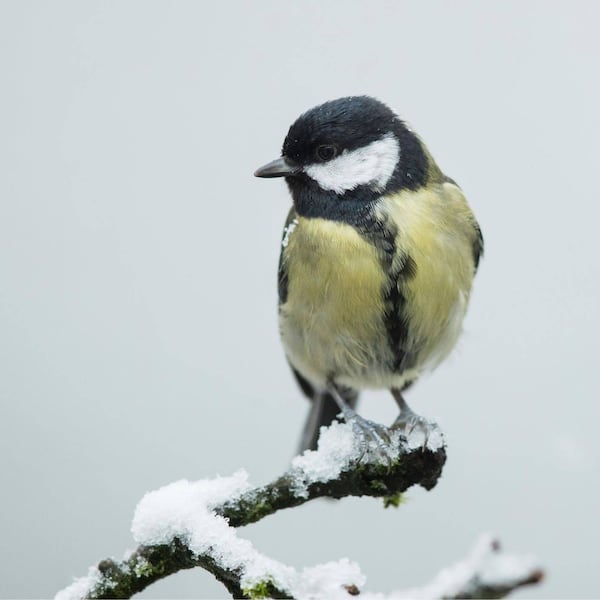 Blaumeise, Vogel, Garten Winter