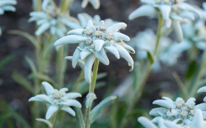 Edelweiß Blume, Blüte