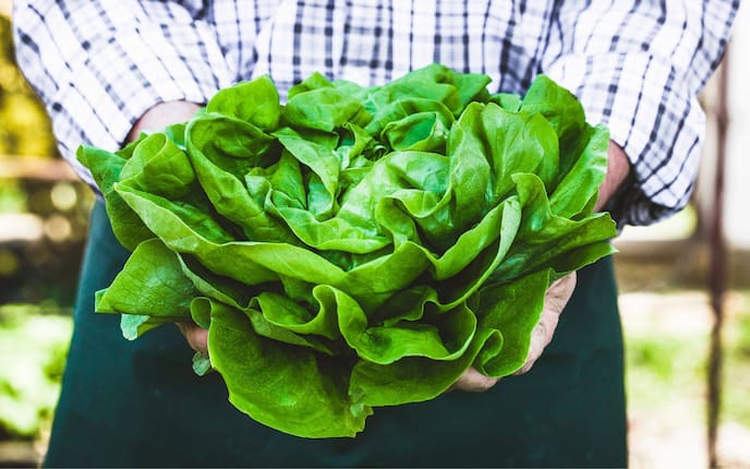 Kopfsalat, Saisonkalender, Februar