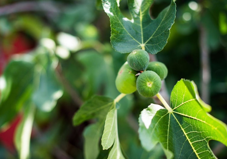 Der ideale Standort für einen Feigenbaum ist ein sonniger, warmer Platz: etwa an einer nach Süden schauenden Wand im Garten, die die Pflanze gleichzeitig vor Wind schützt.