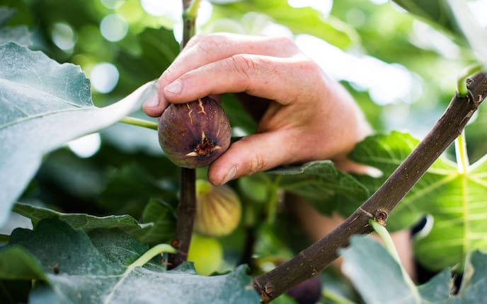 Reife Feigen lassen sich im eigenen Garten direkt vom Baum pflücken.
