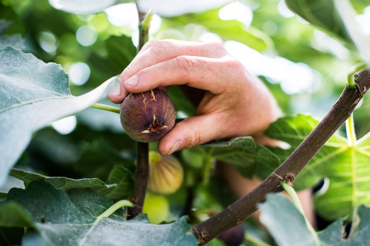 Reife Feigen lassen sich im eigenen Garten direkt vom Baum pflücken.