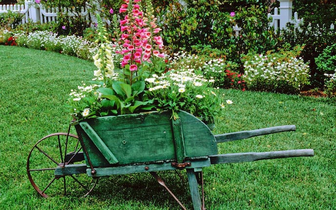 Fingerhut, Pflanzenporträt, Garten, Deko, Schubkarre