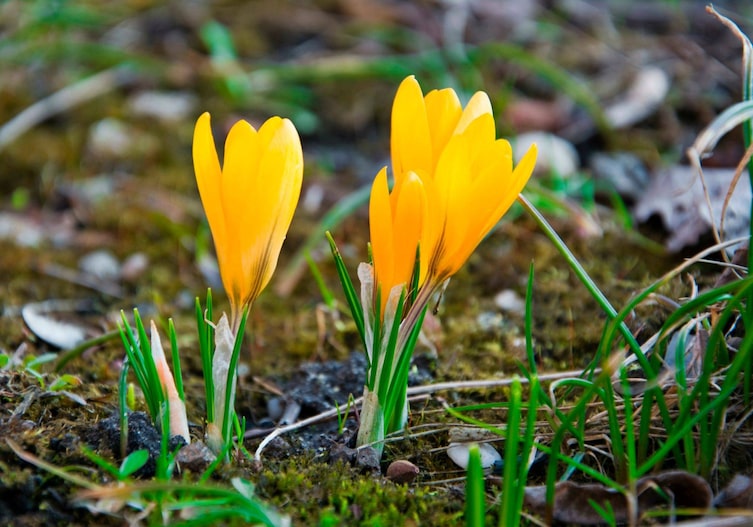 Krokus, Waldboden, Frühblüher