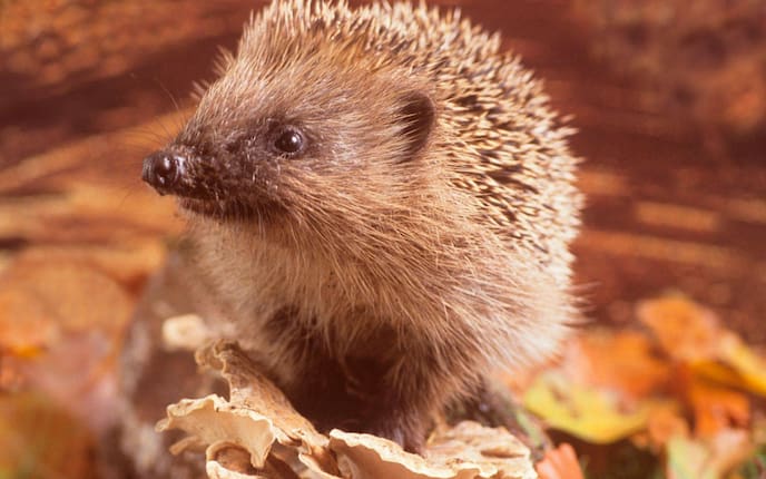 Igel, Herbst, Igel im Laub