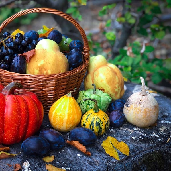 Kürbis, Zwetschken, Ernte, Weintrauben, Korb mit Herbstgemüse und Obst