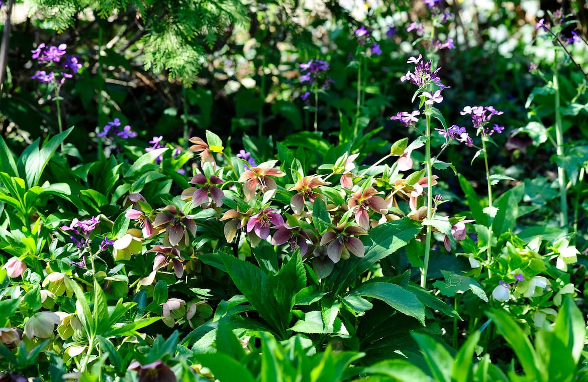 Garten, Gartenbesuch, Hartberg, Bella Bayer