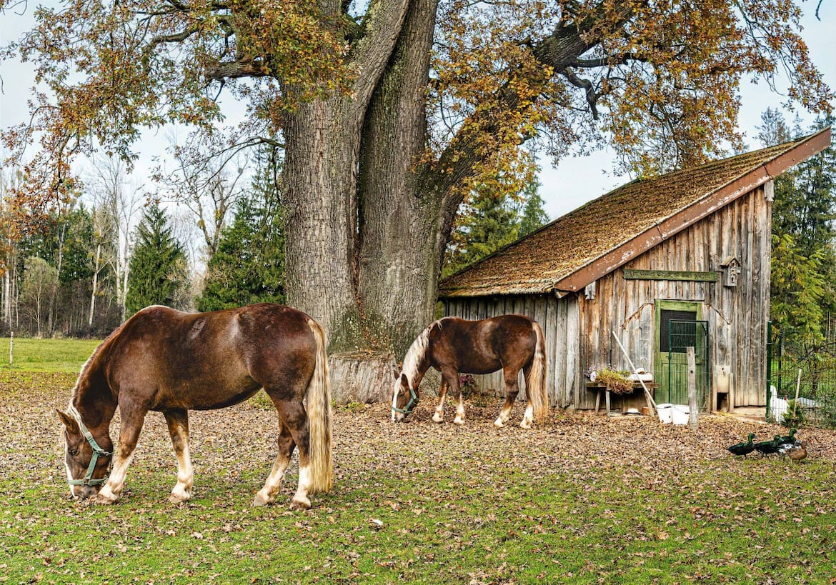 Die Süddeutschen Kaltblutpferde Paradisa und Paulina genießen die Freiheit auf der Weide rund um die 150 Jahre alte Eiche.