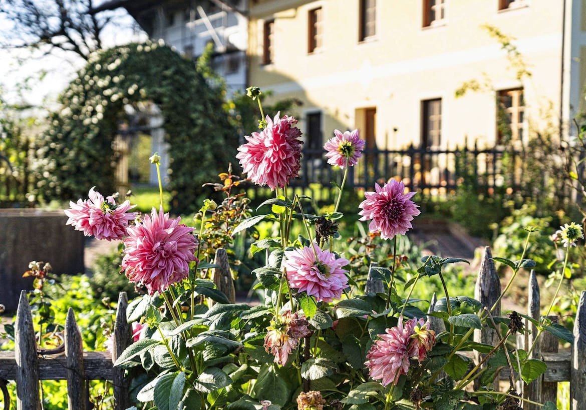 Rosarote Dahlien ragen am Zaunrand von Gerlinde Berger.