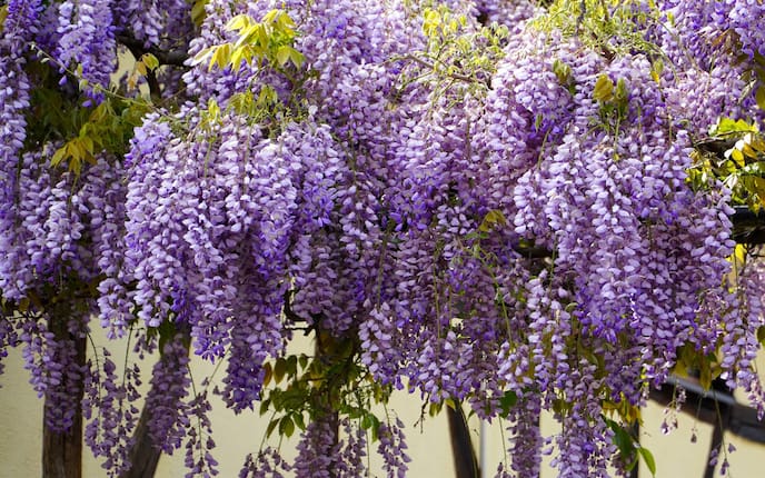 Blauregen, Garten, Gartengestaltung, Kletterpflanze