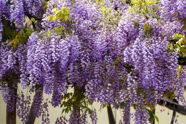 Blauregen, Garten, Gartengestaltung, Kletterpflanze