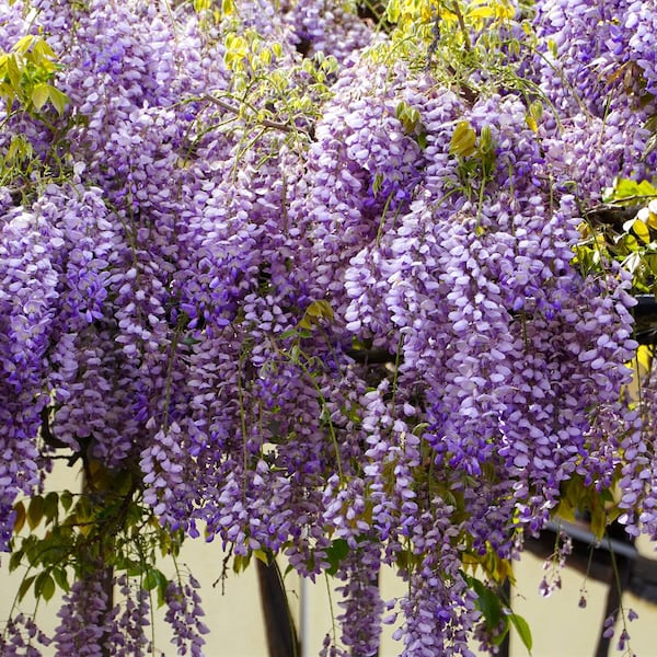 Blauregen, Garten, Gartengestaltung, Kletterpflanze