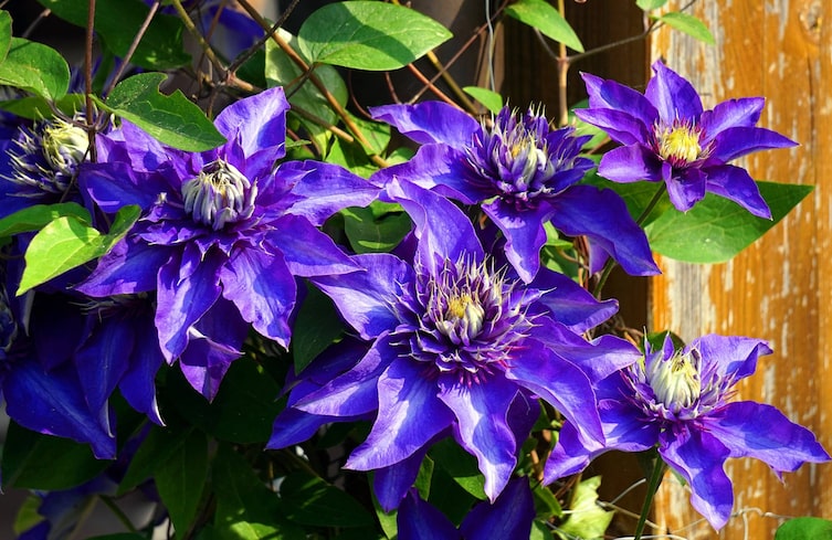 Clematis, Waldrebe, Garten, Gartengestaltung, Kletterpflanze