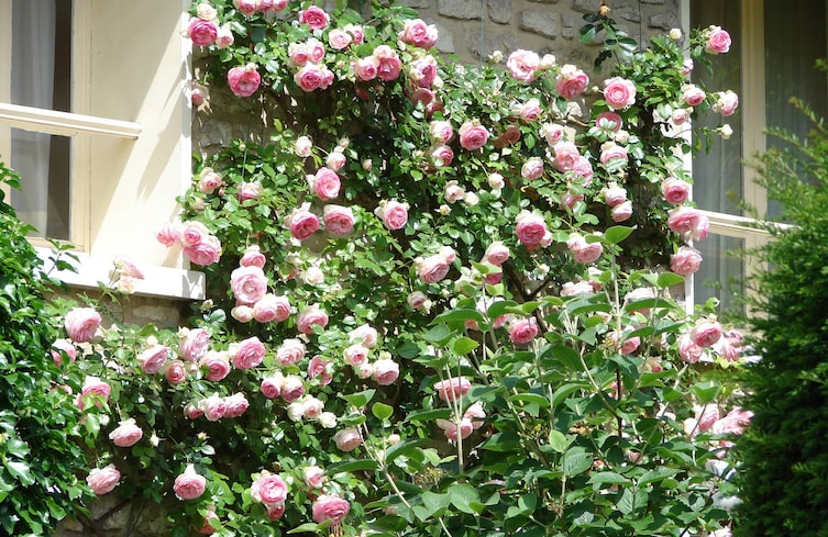 Kletterrose, Garten, Gartengestaltung, Kletterpflanze, Mauer