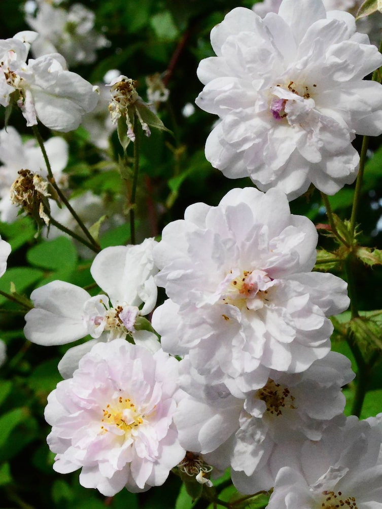 Rambler Rose, Rambling Rector, Garten, Gartengestaltung, Kletterpflanze