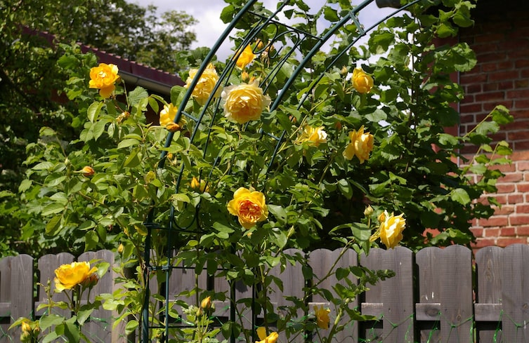 Rosenbogen, Garten, Gartengestaltung, Kletterpflanze