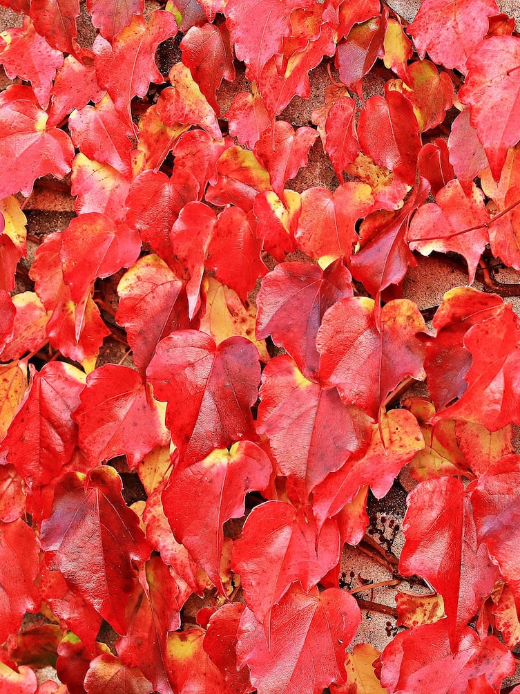 Wilder Wein, Jungfernrebe, Garten, Gartengestaltung, Kletterpflanze