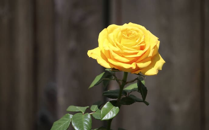 Gartenwissen, Garten, Rosen, schneiden, schützen, Gelbe Rose