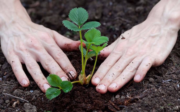 Garten, Gartenwissen, Erdbeeren pflanzen, August