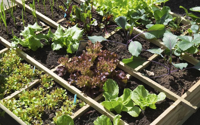 Gemüsebeet, Gemüsegarten, Gemüse, Salat, Gartentipp, Garten