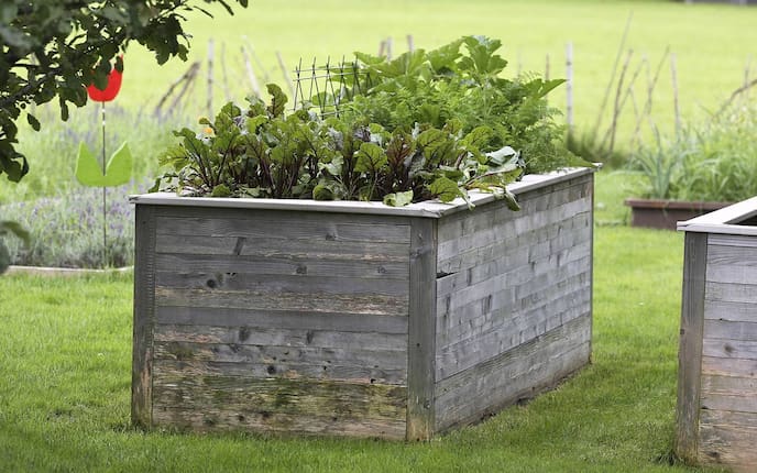 vollbewachsenes Hochbeet mit Holzrahmen