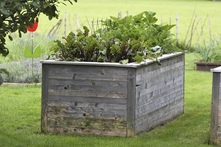 vollbewachsenes Hochbeet mit Holzrahmen