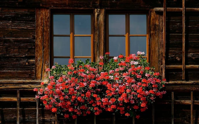 Geranien, Geranien überwintern