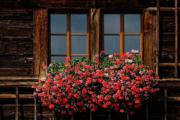 Geranien, Geranien überwintern