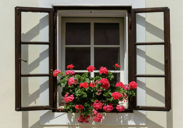 Geranien, Geranien überwintern, Pelargonien