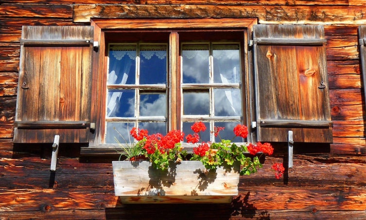 Geranien, Geranien überwintern, Pelargonien, Fensterbank