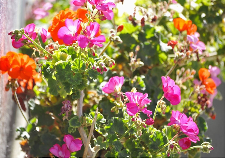 Geranien, Geranien überwintern, Pelargonien