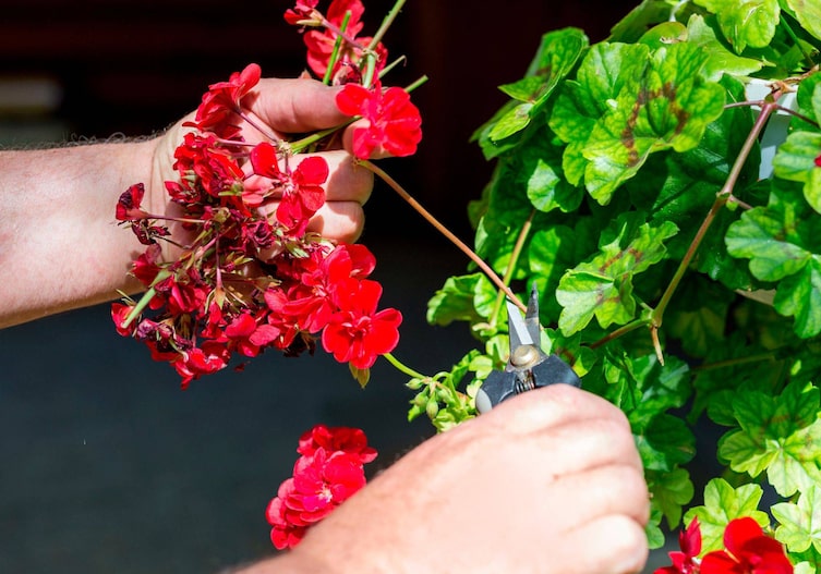 Um Geranien (Pelargoonien) gut über den Winter zu bringen, muss man sie beherzt zurückschneiden.