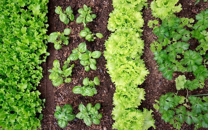 Garten, Erde, Gemüsebeet, Salat