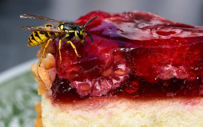 Wespe, Kuchen, Garten