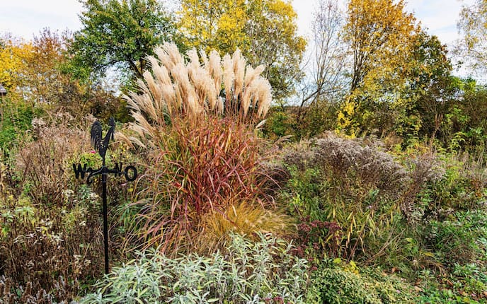 Naturnaher Garten im Herbst mit stehengelassenen Stauden und Gräsern: Im Mittelpunkt ein großes Chinaschilf mit rotbraunen Halmen und cremefarbenen Rispen, umgeben von vertrockneten Stauden, Salbei und herbstlich verfärbten Sträuchern. Links eine schwarze Metall-Windfahne mit Hahn.