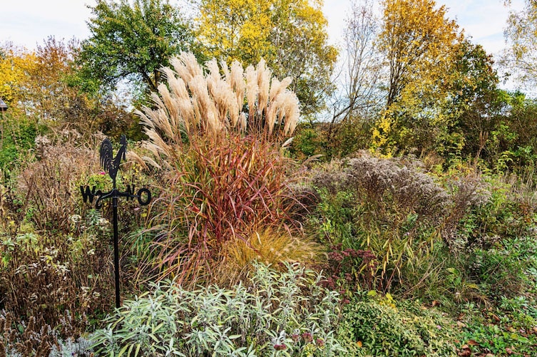 Naturnaher Garten im Herbst mit stehengelassenen Stauden und Gräsern: Im Mittelpunkt ein großes Chinaschilf mit rotbraunen Halmen und cremefarbenen Rispen, umgeben von vertrockneten Stauden, Salbei und herbstlich verfärbten Sträuchern. Links eine schwarze Metall-Windfahne mit Hahn.