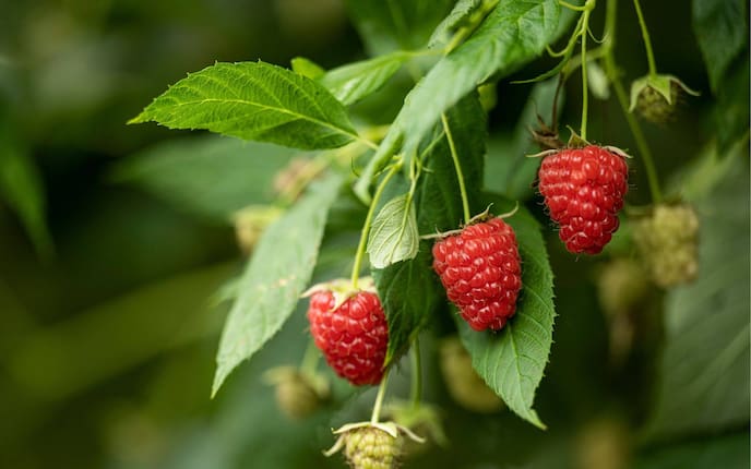 Wunderschöne, reife Himbeeren am Strauch im Garten.