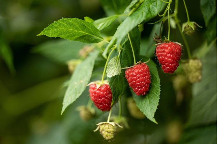 Wunderschöne, reife Himbeeren am Strauch im Garten.