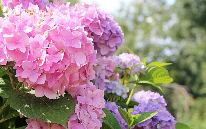 Garten, Hortensien, blühende Hortensien