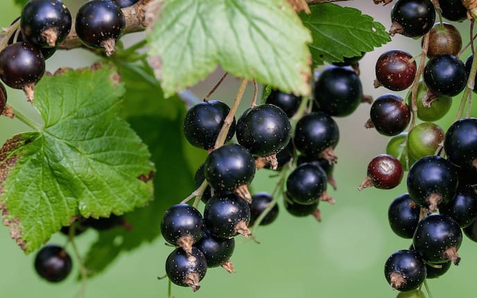 Schwarze Johannisbeere