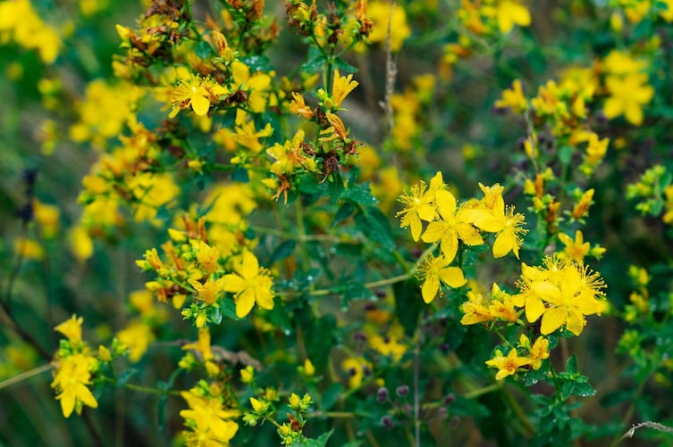 Johanniskraut, Porträt, Gartenwissen