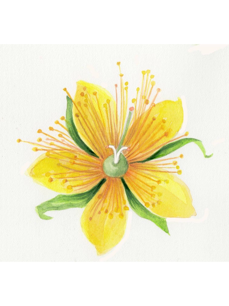 Johanniskrautblüten gleich nach dem Aufblühen, Illustration
