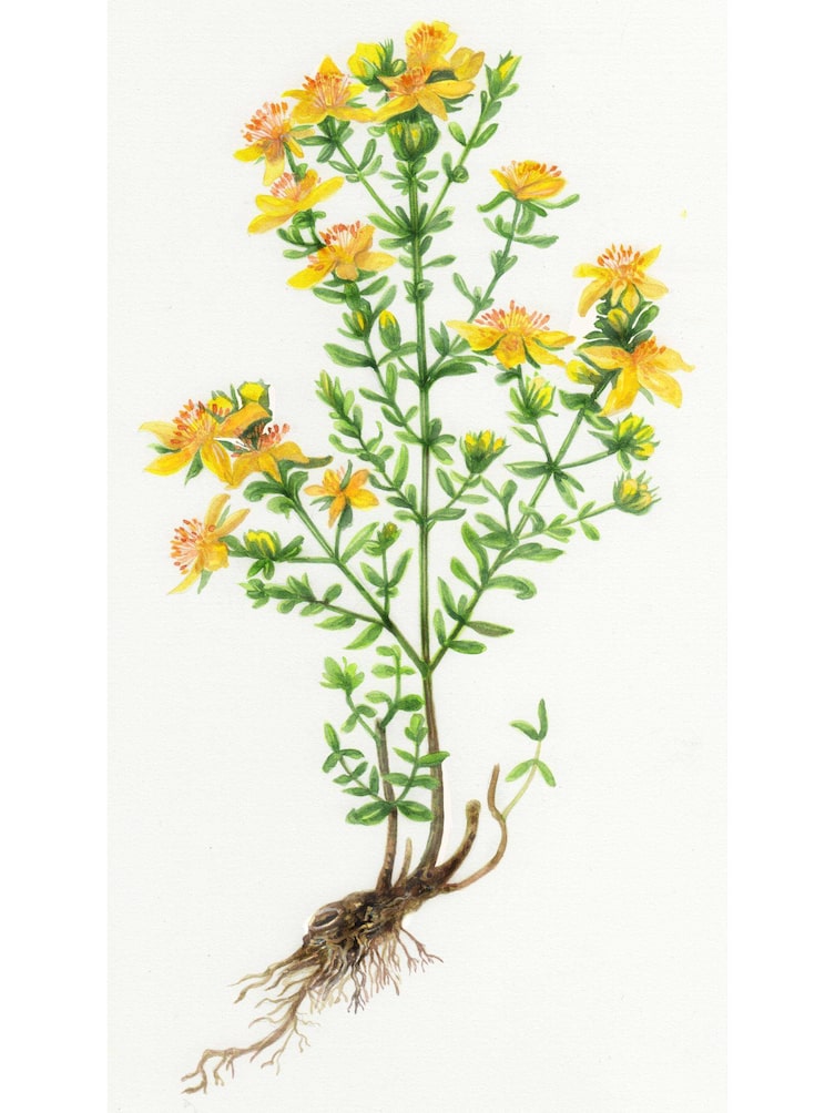 Johanniskraut – von den feinen Wurzeln über Stängel und Blätter bis hin zur leuchtend gelben Blüte.