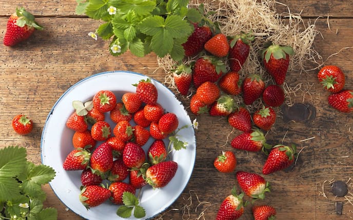 Erdbeeren, Sorten, Garten, Balkon