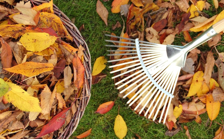 Herbstlaub, Garten, Herbst, Servus, Garten