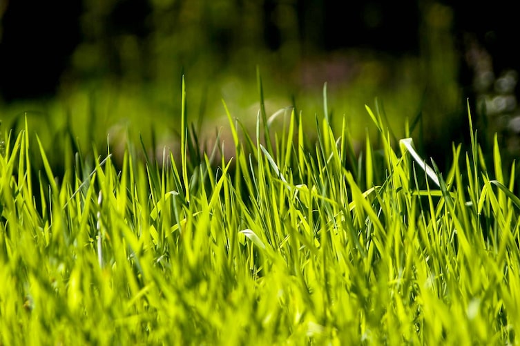 Rasen bei Sommerhitze (Bild: Pixabay)