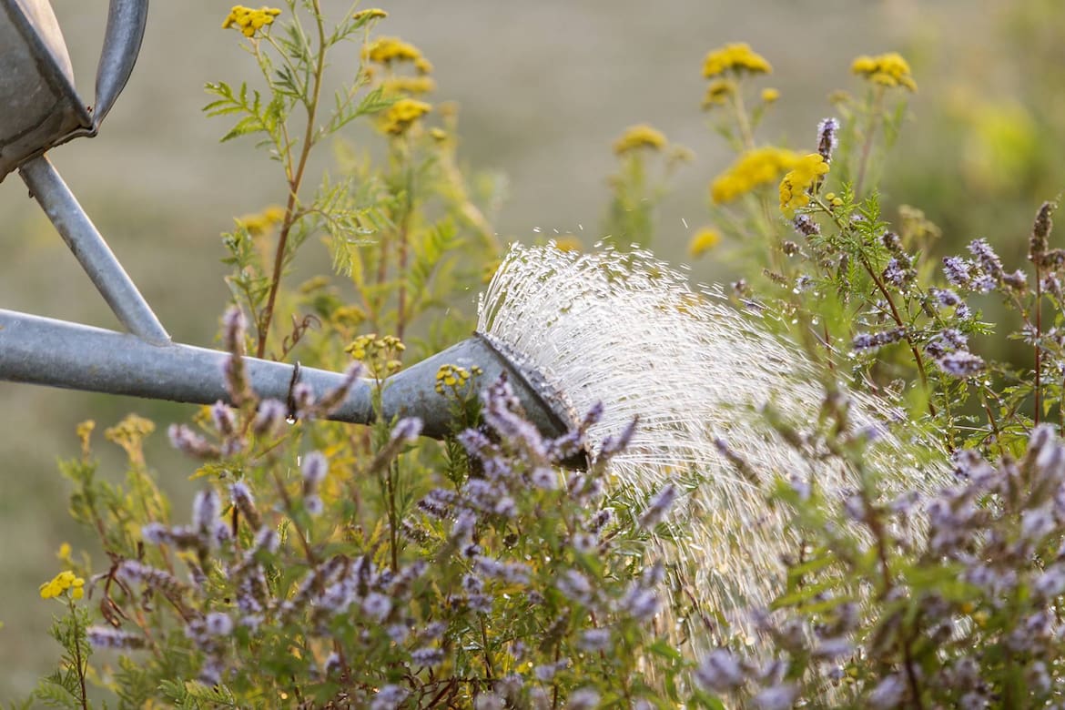 Gartenarbeiten nach dem Mondkalender - Servus