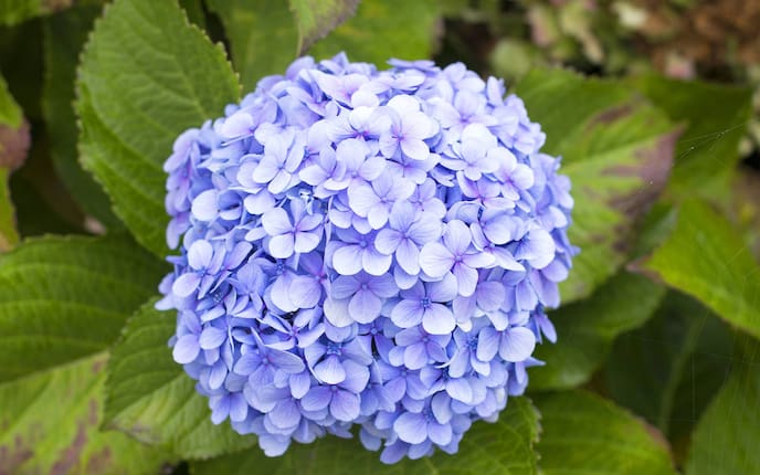 Blaue Hortensie (Bild: Mauritius Images), Garten, Servus