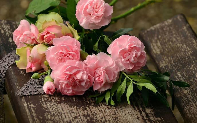 Blumenwissen Valentinstag (Bild: Pixabay)